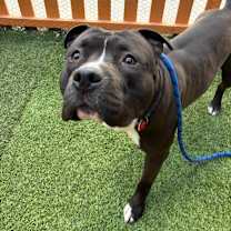 Thumbnail photo of Humble A2177081 #2