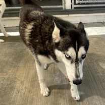 Thumbnail photo of Joni #2