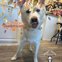 Thumbnail photo of Peanut #2