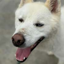 Thumbnail photo of Peanut #3