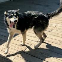 Thumbnail photo of Sokka #2