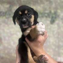 Thumbnail photo of Shep #2