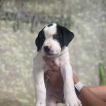 Thumbnail photo of Dottie #3