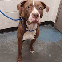 Thumbnail photo of Apollo #2