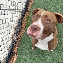 Thumbnail photo of Apollo #3