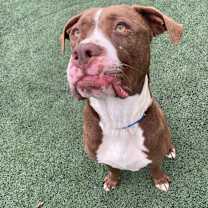 Thumbnail photo of Apollo #4