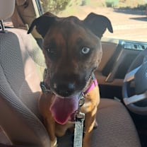 Thumbnail photo of Chickadee #2