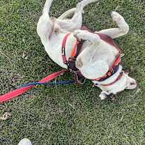 Thumbnail photo of Ralphie #4