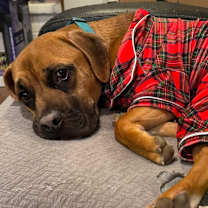 Thumbnail photo of Diego #4