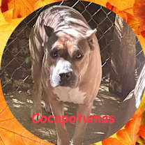 Thumbnail photo of Cocopotamus #3