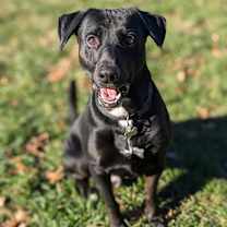 Thumbnail photo of Mr. Jingles #2