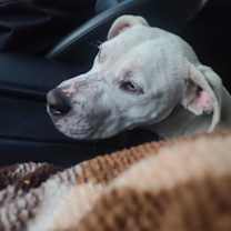 Thumbnail photo of Yin #3