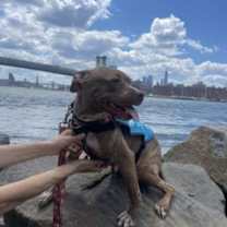 Thumbnail photo of Cashmere #3