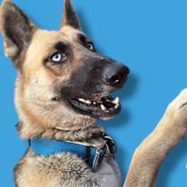 Thumbnail photo of Sven #2