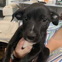 Thumbnail photo of Skip #2