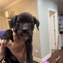 Thumbnail photo of Wobble #2