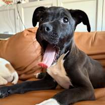 Thumbnail photo of Wobble #3