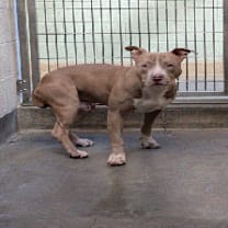 Thumbnail photo of CHARLIE #2