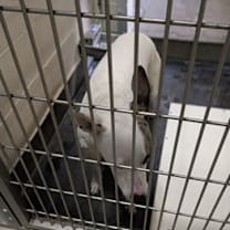 Thumbnail photo of FRANCES #2