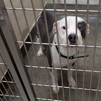 Thumbnail photo of NEO #2