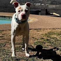 Thumbnail photo of Casanova #2