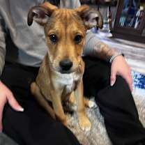 Thumbnail photo of Kodiak #2