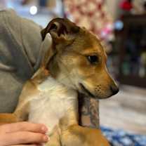 Thumbnail photo of Kodiak #3