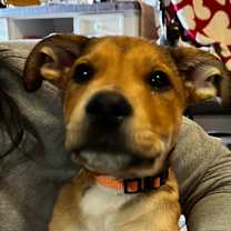 Thumbnail photo of Kodiak #4