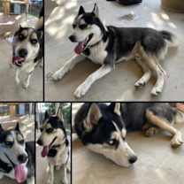 Thumbnail photo of 161256 Niko #1