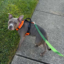 Thumbnail photo of Dani (in foster) #2