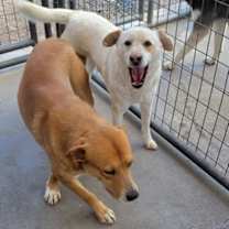 Thumbnail photo of Buddy #3