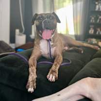 Thumbnail photo of Ronan - IN Foster #2