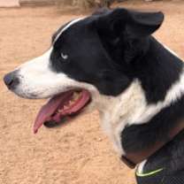 Thumbnail photo of Chevy #2