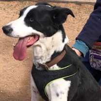 Thumbnail photo of Chevy #3