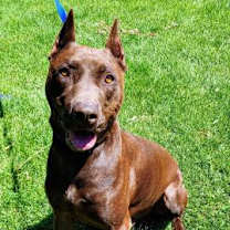 Thumbnail photo of Chocolate #2