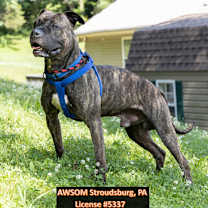 Thumbnail photo of Cosmo #2