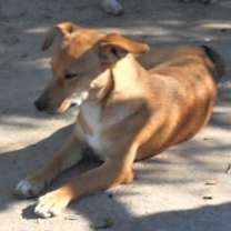 Thumbnail photo of Luke #3