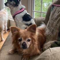 Thumbnail photo of Archie (Bonded with Mabel) #3