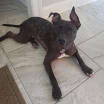 Thumbnail photo of Coco #3