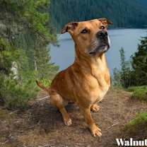 Thumbnail photo of Walnut #2