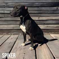 Thumbnail photo of Spiker #2
