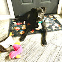 Thumbnail photo of Tootles #2