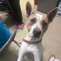 Thumbnail photo of Bodie Boggle #2