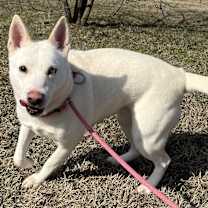 Thumbnail photo of Pearl #2