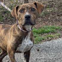 Thumbnail photo of Cookie Sprinkles #1