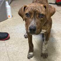 Thumbnail photo of Cookie Sprinkles #2