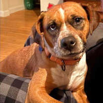 Thumbnail photo of Dippin #1