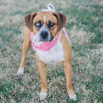 Thumbnail photo of Dippin #2