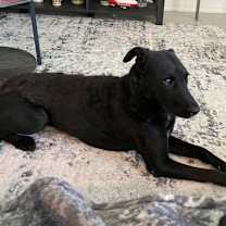 Thumbnail photo of Lauren aka Dolly #4