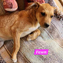 Thumbnail photo of Fawn #4